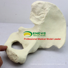 WHOLESALE SIMULATION BONE 12316 Medical Anatomy Artificial Hip Bone Model , Orthopaedics Practice Simulation Bone